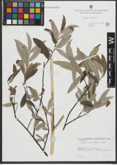 Foto von Salix salviifolia Brot.